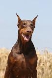 DOBERMANN 1030